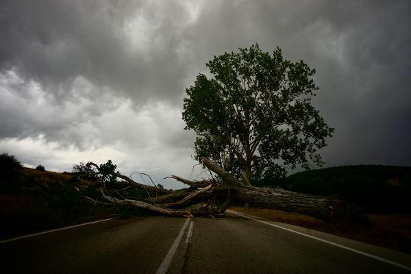 Downed tree due to bad weather