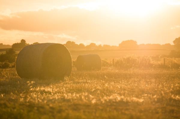 Rural health and safety made easy with New Zealand's leading Rural Consultants, AgSafe NZ.