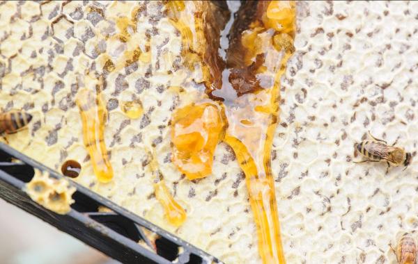 Plant & Food Research will be leading a national team of researchers looking at native honey composition and the characteristics that appeal most to consumers.