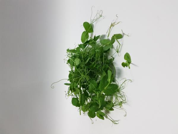 Southern Fresh Foods Waikato introduce Pea Tendrils with exceptional nutritional value.