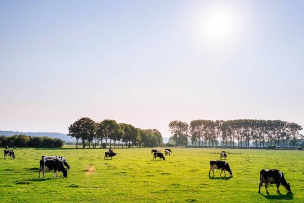 How to safely work with animals on farms with New Zealand's leading Rural Consultants for AgSafe New Zealand Ltd.