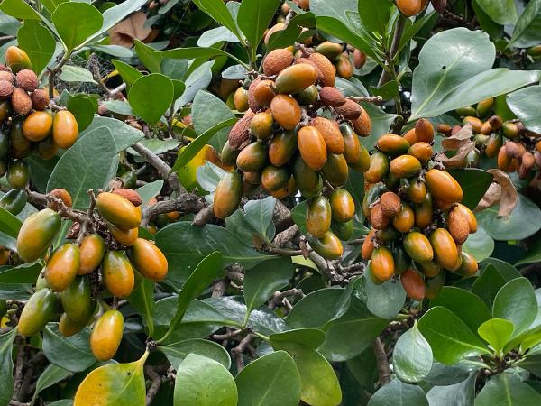 Karaka berries