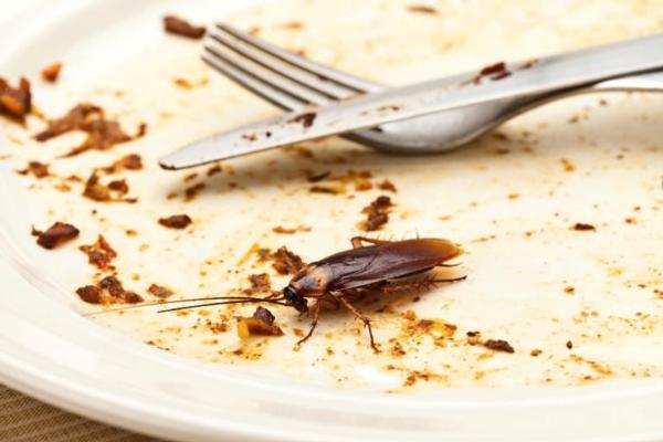 Cockroaches love your leftovers