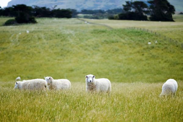 How New Zealand's leading Rural Consultants, AgSafe, can help you meet your obligations under NZ's health & safety legislation.