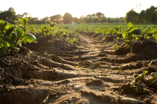 Why you should always test your soil first with New Zealand's leading expert in soil fertility, Hamilton-based Soil Scientist Dr Gordon Rajendram (PhD).