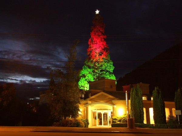 Christmas tree (Wellingtonia)