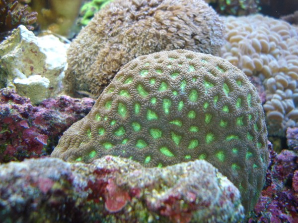 A treasure trove of living coral