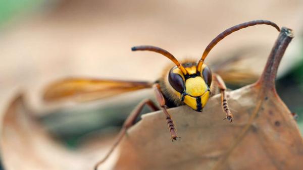 german wasps