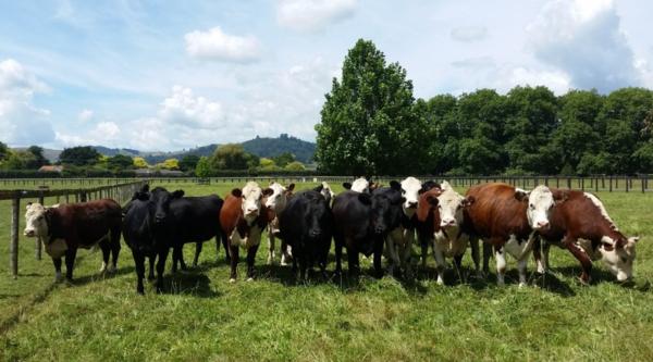 Leading Fertilizer Company Uptake New Zealand Emphasize Animal Nutrition Through Soil And Plant Health As Their Core Philosophy in Farming