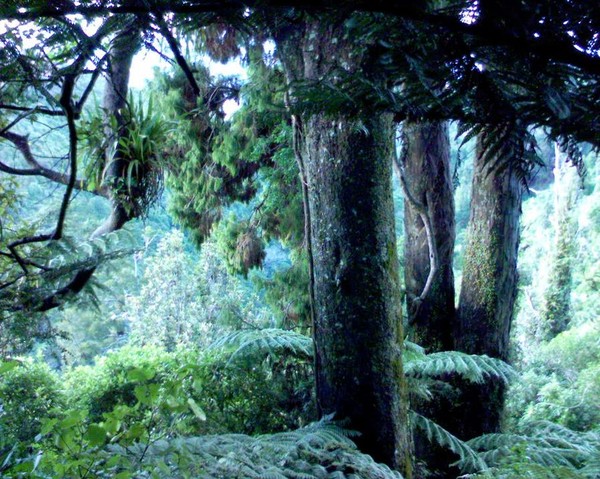 Rimu and Miro trees within the Whakatikei Forest Restoration project  area