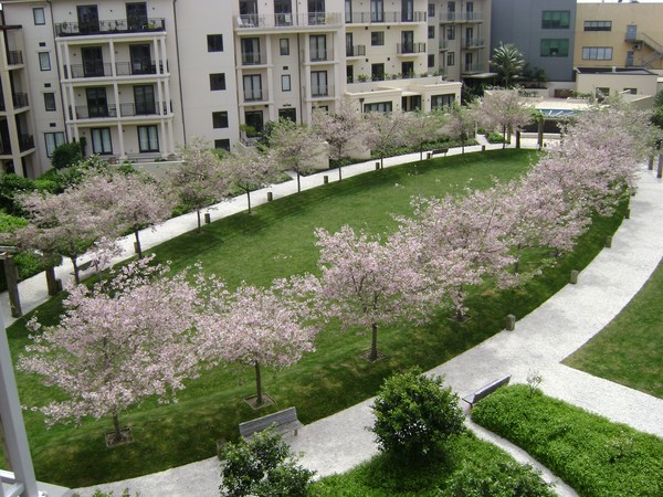 Central park at springtime