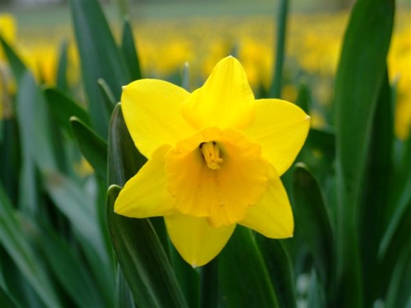 Daffodil Day is Friday 28 August 2009. There are many commercial daffodil growers throughout the country. Daffodils can retail in supermarkets for approximately $2.50-$4 per bunch.