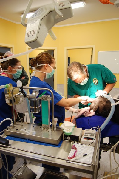 Dr Russell Tucker performing dental surgery on Lucifer at Hamilton Zoo yesterday