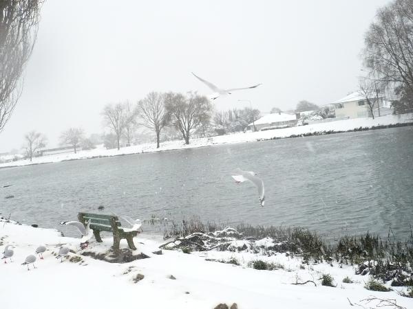 Snow, ChCh 2011
