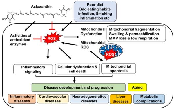 How astaxanthin supports mitochondria