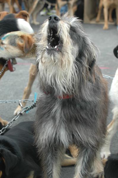 Eukanuba Shepherds' Shemozzle 2016 Huntaway dogs come in a variety of appearances &#8211; on the start line ready to go