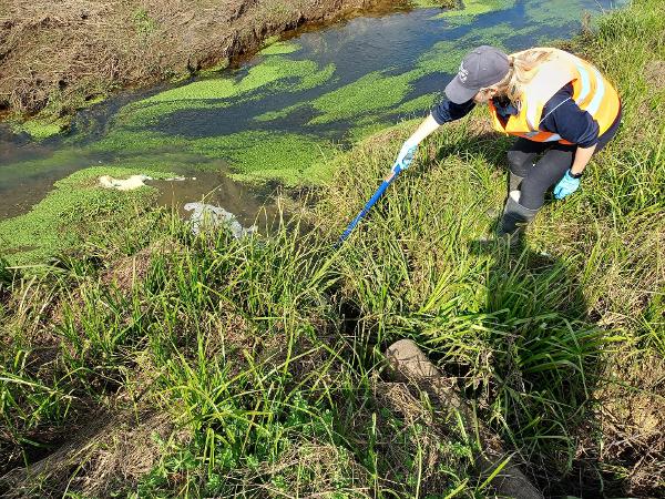 Waikato Regional Council officer sampling contamination in the Ongaruhe Stream.