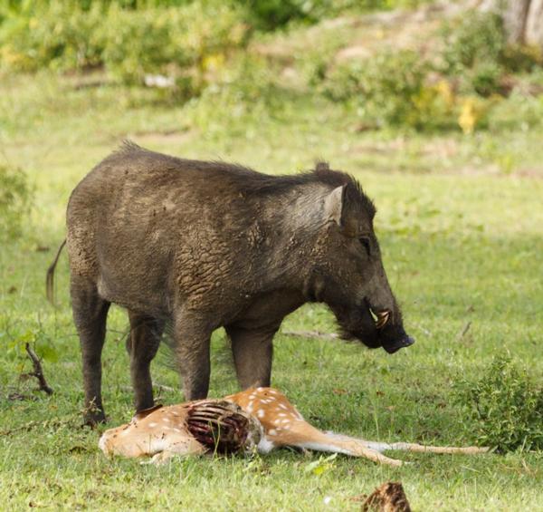 sub lethal poising of pig via deer 