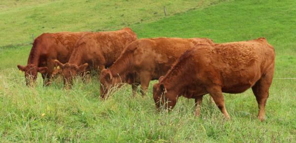 Get independent advice from Soil Scientist Dr Gordon Rajendram and Leading New Zealand Fertilizer Company Uptake.