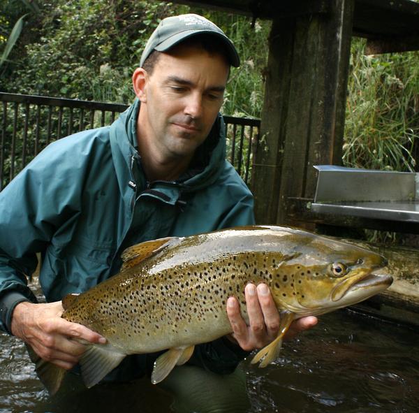 Eastern Fish & Game Officer Matt Osborne with a good size brown trout from the Ngongotaha fish trap. Photo M. Sherburn