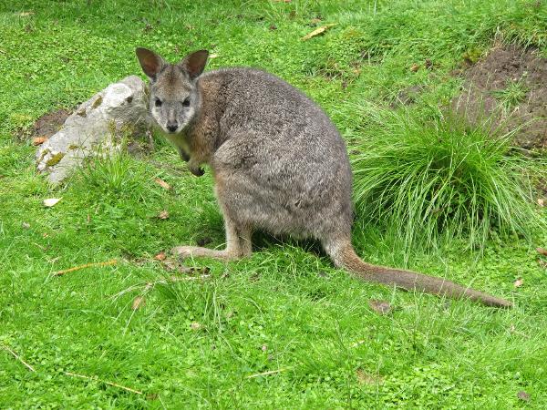 A file shot of a Dama wallaby.