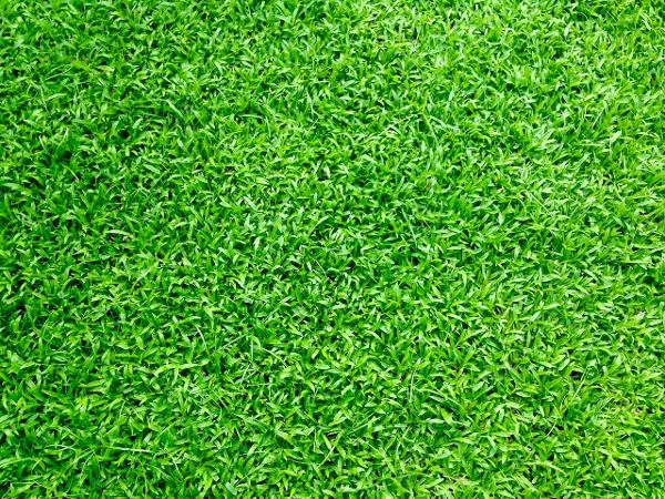 Artificial Grass