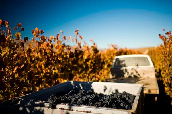 Harvesting Pinot Noir