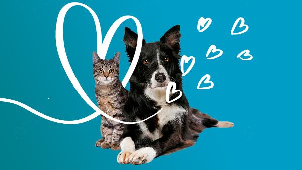 Cove launches pet insurance