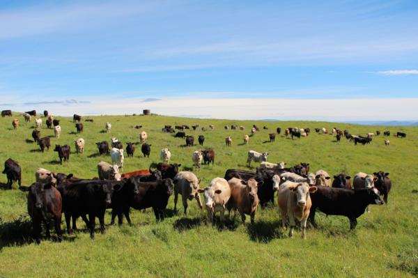 Leading Taupo-based Fertilizer Company Uptake New Zealand Highlight the Importance Of Nutrition for Maintaining A Healthy Farm.