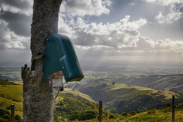 Trap on tree overlooking landscape