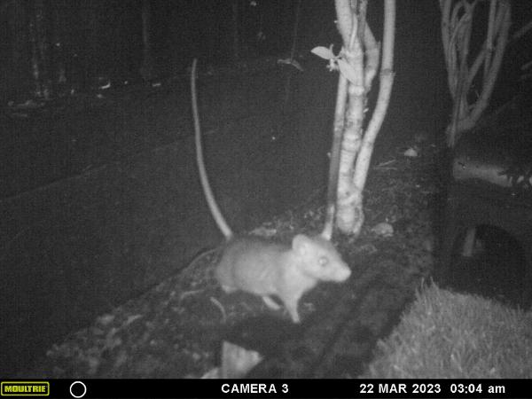 rats in ponsonby