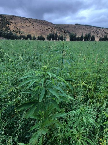 hemp growing