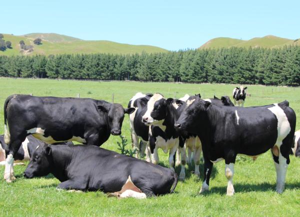 Champions of farming solutions- Taupo-based fertiliser company Uptake easing farmers' troubles in the North Island.