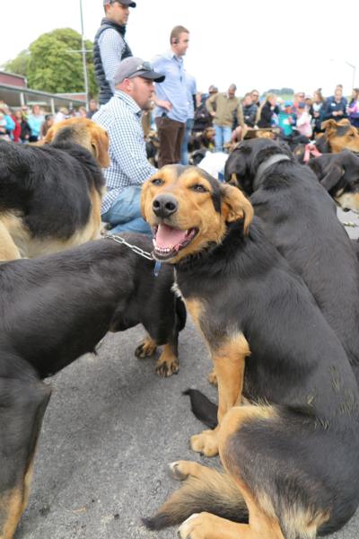 Eukanuba Shepherds' Shemozzle 2016 Huntaways enjoying a dogs' day out