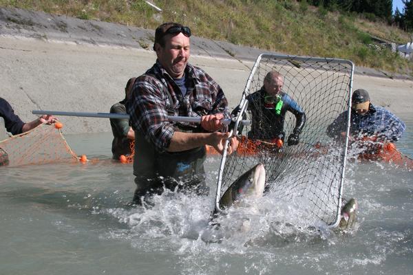 Fish & Game volunteer Ken Lee with one of 150 salmon salvaged from the Highbank Power Station 