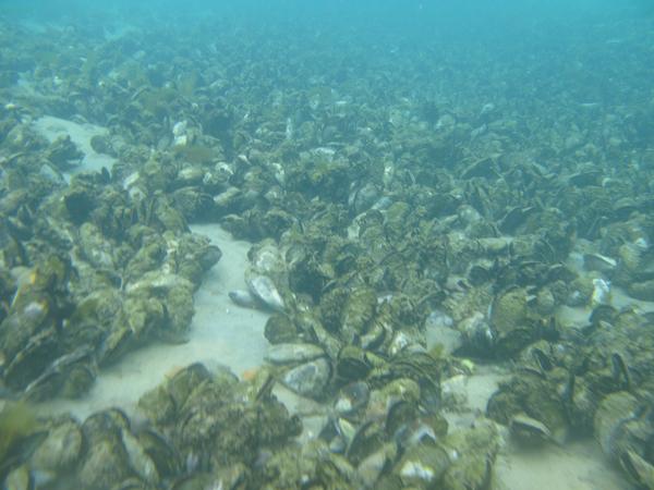 The Great Barrier mussel reef