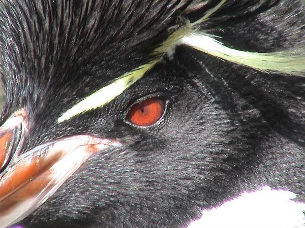 Rockhopper penguin  'red' eye close-up