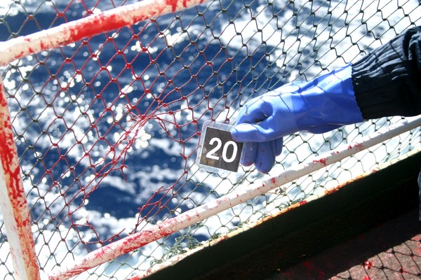 A protective net aboard the Nisshin Maru is torn by a missile fire from the Steve Irwin. PHOTO: ICR 