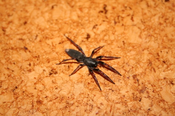 White Tailed Spider