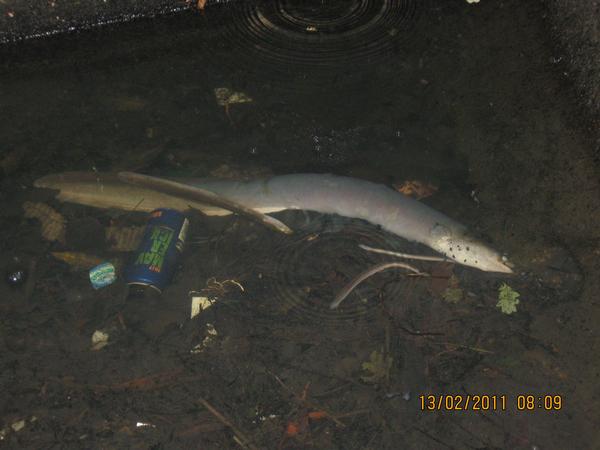 Environment Canterbury is appealing to the community for information that leads to the identification of those responsible after a pollutant was illegally discharged into a creek in South Hagley Park causing the death of several hundreds of eels and fish.