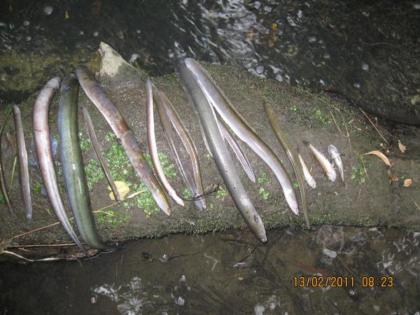 Environment Canterbury is appealing to the community for information that leads to the identification of those responsible after a pollutant was illegally discharged into a creek in South Hagley Park causing the death of several hundreds of eels and fish.