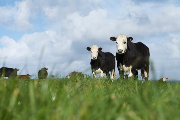 The Green Meadows Beef Farm