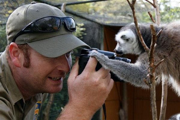 Cheeky lemur likes to be in on the action in the quest for the perfect shot