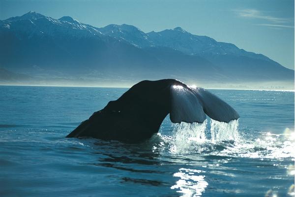 Kaikoura, "where the mountains meet the sea"