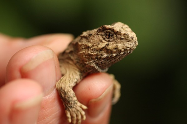 The first recorded tuatara to hatch in the wild on mainland New Zealand in at least 200 years. Photo by Tom Lynch, Karori Sanctuary Trust
