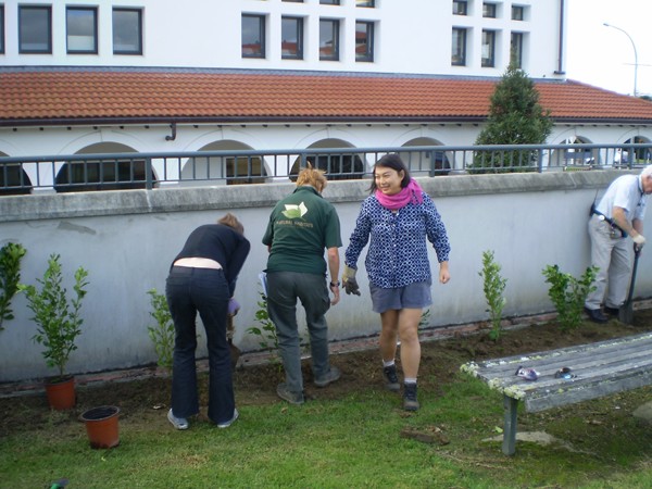  University staff planting out the apuka (griselinia lucida) shrubs, which Natural Habitats� Brian Spencer says make a fantastic screen. 