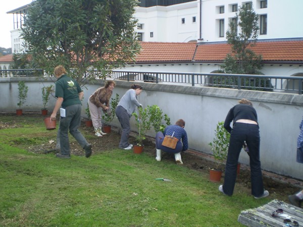  University staff planting out the apuka (griselinia lucida) shrubs, which Natural Habitats� Brian Spencer says make a fantastic screen. 