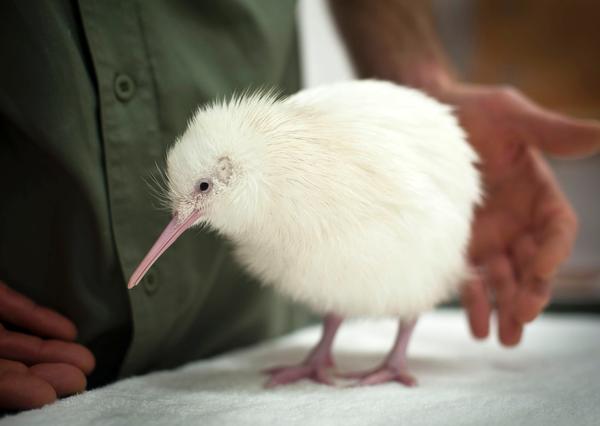 Mauriora at 3 days old