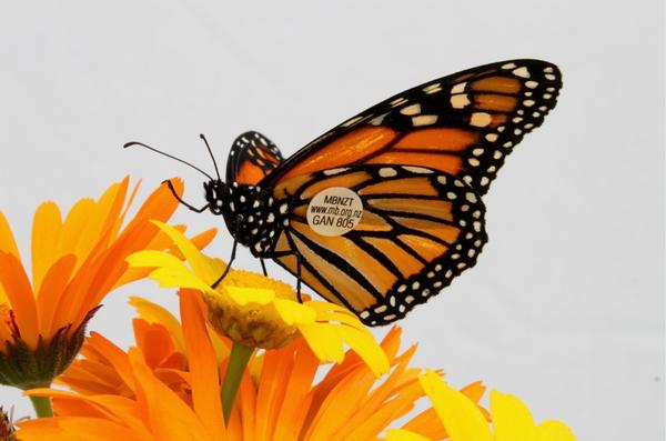 Inmates, tagging and... butterflies? | infonews.co.nz New Zealand News