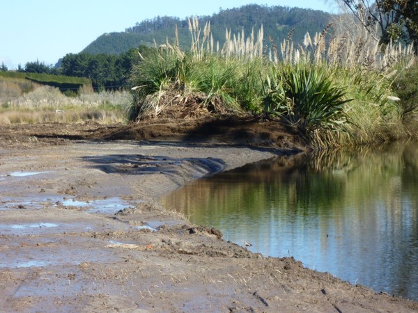 Athenree wetland  